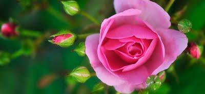 Une rose pour les victimes…