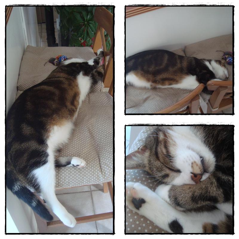 Au retour de la motte, 10 septembre 2011