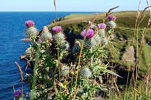 Highlands1 (145) [1600x1200]