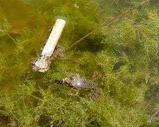 La grenouille et le mégot