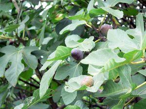 des figues 016