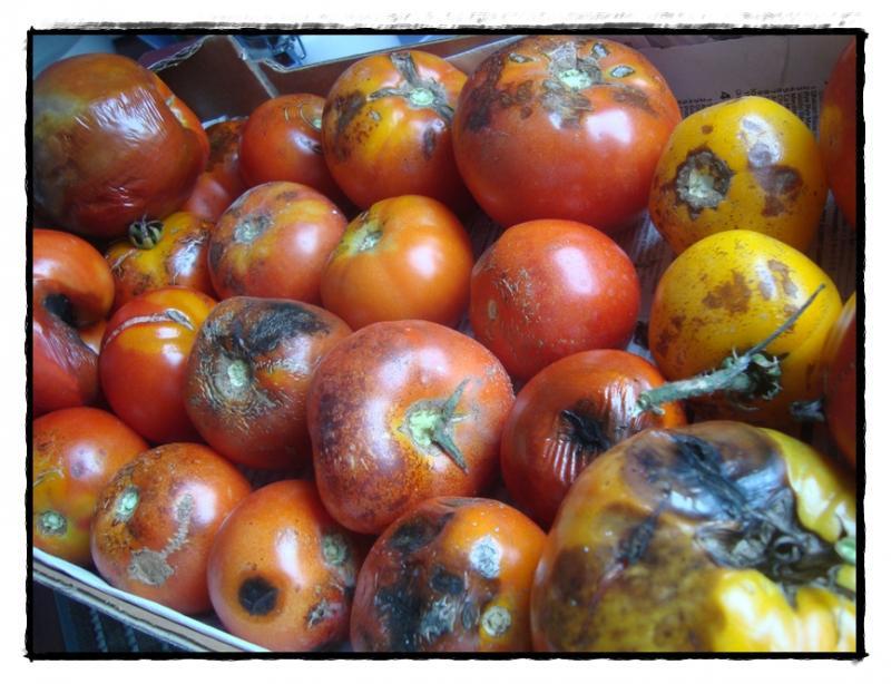 Potage de tomates fraîches