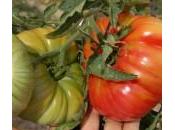 Faire graines tomates.