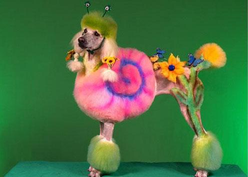 coiffure chien images