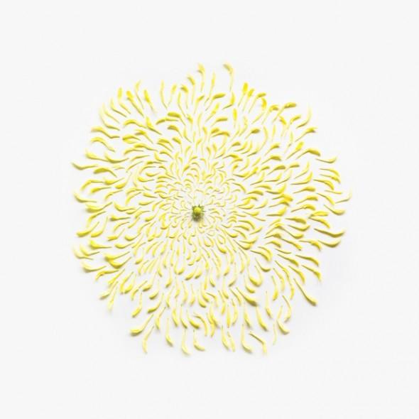 Chrysanthemum Exploded 620x620 590x590 Exploded Flowers : vegetal firework by Qi Wei arty Qi Wei fleurs explosion Exploded Flowers 