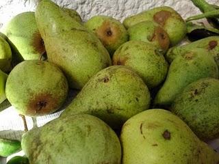 Mon papa est venu me voir et m'a apporté son jardin avec lui...