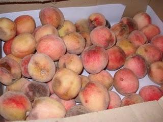 Mon papa est venu me voir et m'a apporté son jardin avec lui...