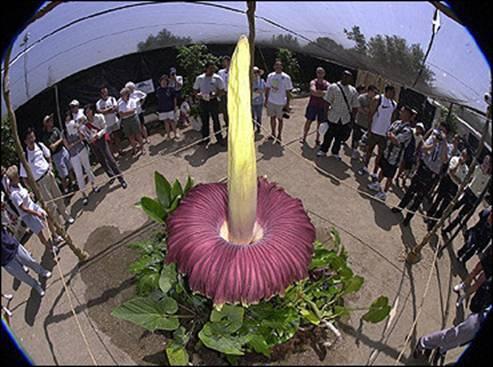 la plus grosse fleur au monde