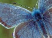 Chemin faisant, pensées herbes vertes...(3)