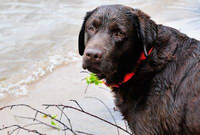Fidèle, le bon chien...