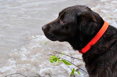 Fidèle, le bon chien...