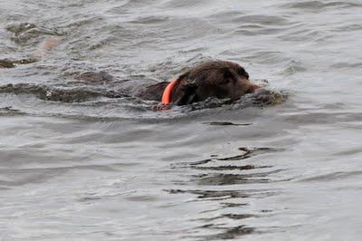 Fidèle, le bon chien...