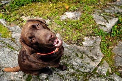 Fidèle, le bon chien...
