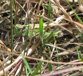 insectes, criquets, entomologie, 