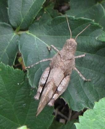 insectes, criquets, entomologie, 