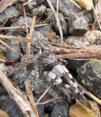 insectes, criquets, entomologie, 