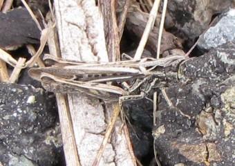 insectes, criquets, entomologie, 