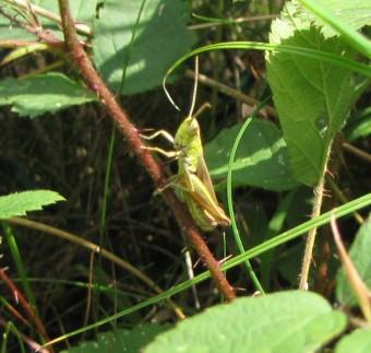 insectes, criquets, entomologie, 