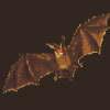 Comment fabriquer abri chauve-souris