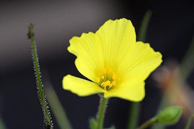fleur de drosophylum