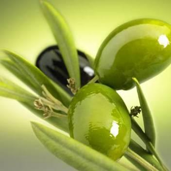 Où l’olive est au coeur des créations littéraires