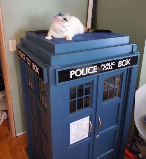 Le TARDIS, cet arbre à chat - Paperblog