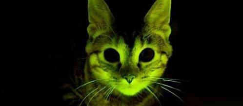 glowingcat.jpg