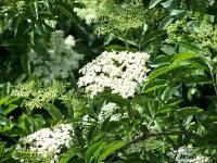 TRY ou comment protéger la biodiversité