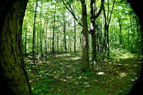 Promenons nous dans le bois... DSC03458