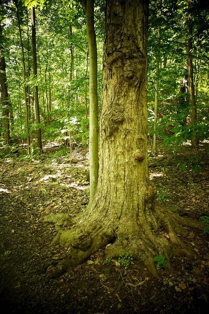 Promenons nous dans le bois... DSC03348
