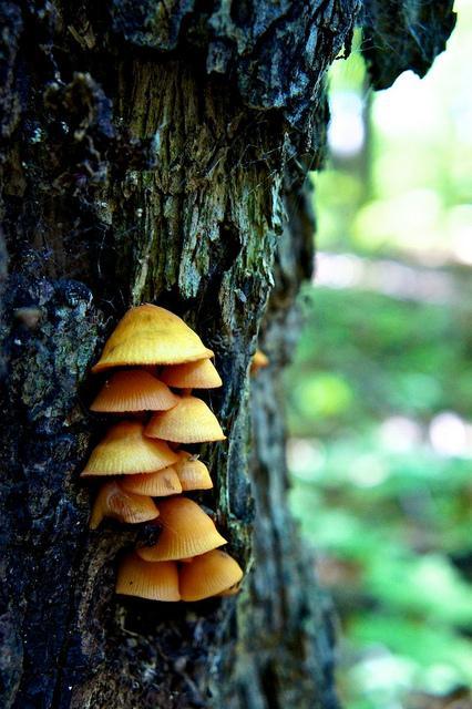 Promenons nous dans le bois... DSC00111