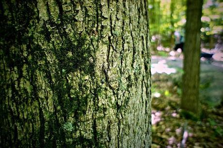 Promenons nous dans le bois... DSC03283