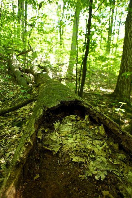 Promenons nous dans le bois... DSC03309