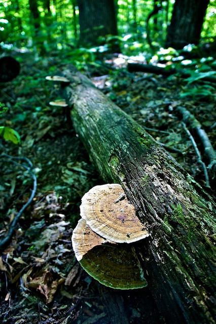 Promenons nous dans le bois... DSC00097