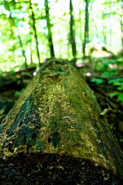 Promenons nous dans le bois... DSC00105
