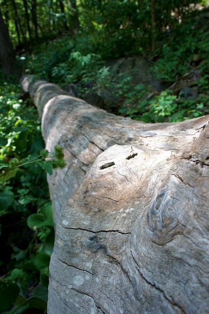 Promenons nous dans le bois... DSC03411