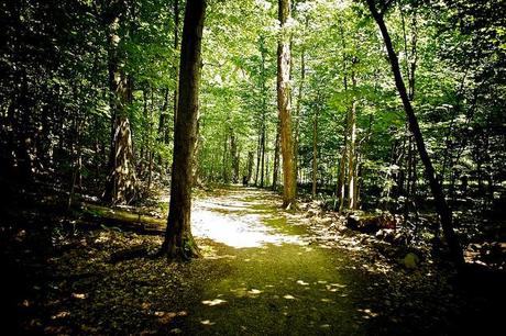 Promenons nous dans le bois... DSC03351