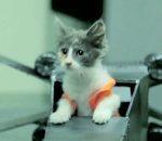 Jedi Kittens Strike Back