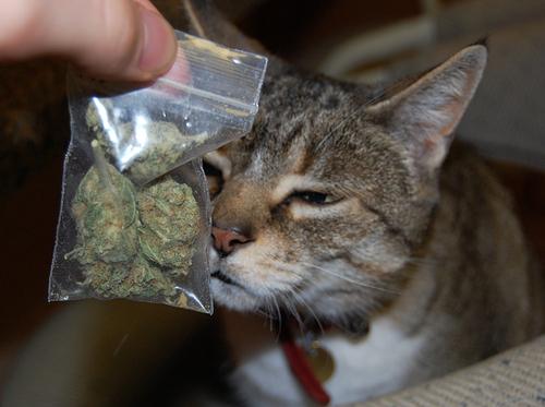 chat-weed