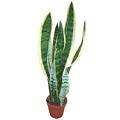sanseveria-bourgouin-pj.jpg
