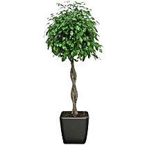 ficus-tresse180-potgris.jpg