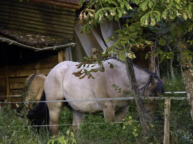 Pavie20110820 P1140422 365 / one day, one pix, #08