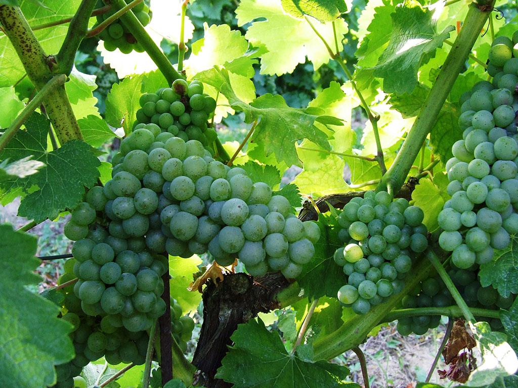 vendange verte 365 / one day, one pix, #08