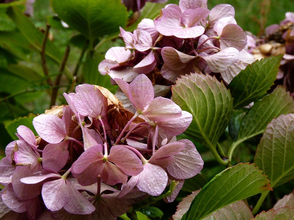 hortensias 365 / one day, one pix, #08