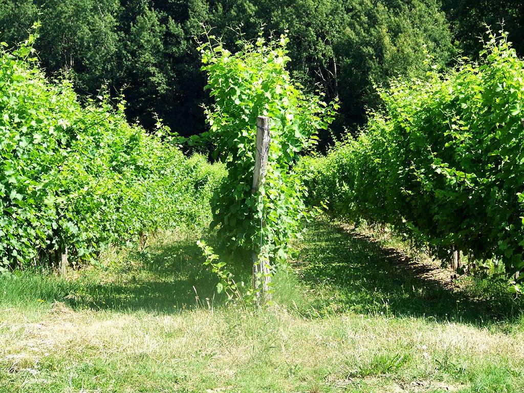 le jardin de la maison des vignes 365 / one day, one pix, #08