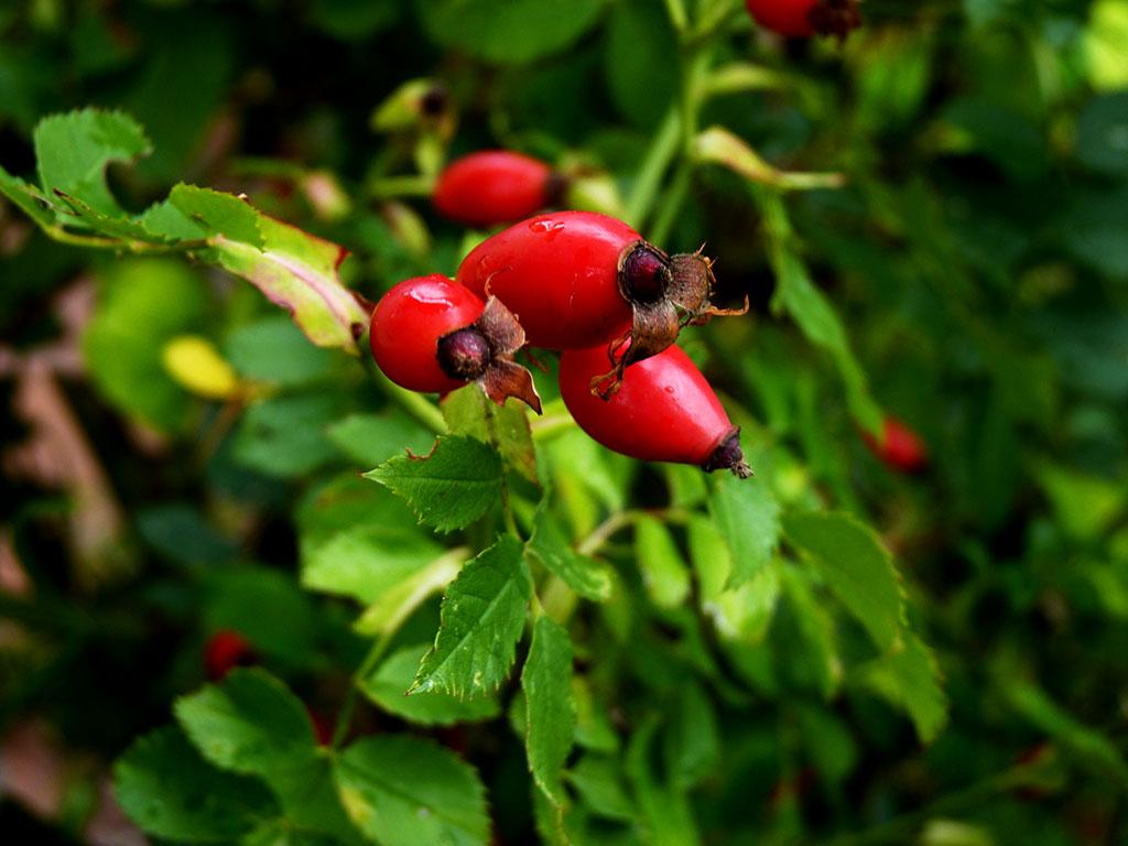 fruits 365 / one day, one pix, #08