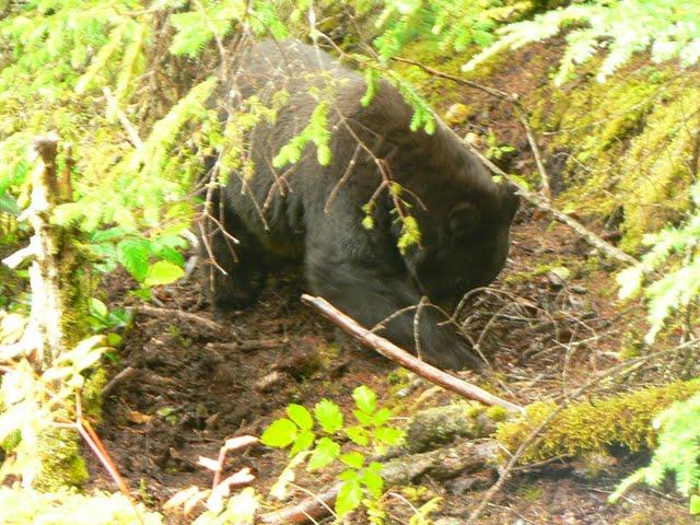 Alaskan Cruise: Mendenhall's East Glacier Trail