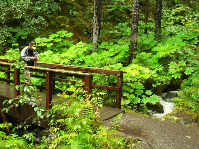 Alaskan Cruise: Mendenhall's East Glacier Trail