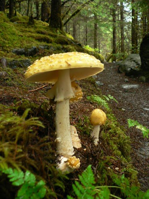 Alaskan Cruise: Mendenhall's East Glacier Trail