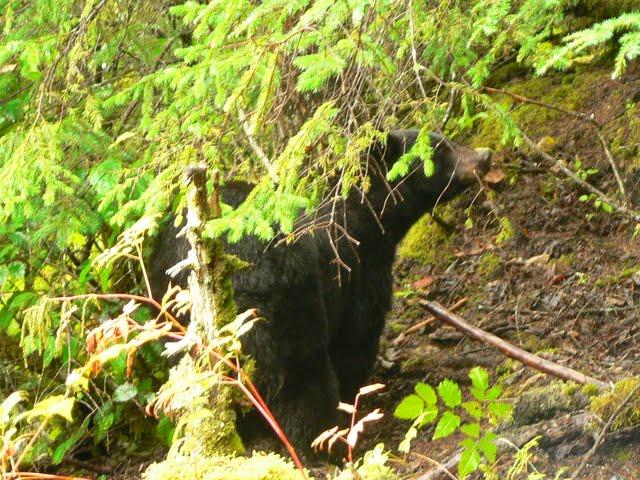 Alaskan Cruise: Mendenhall's East Glacier Trail